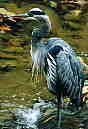 Blue Heron
